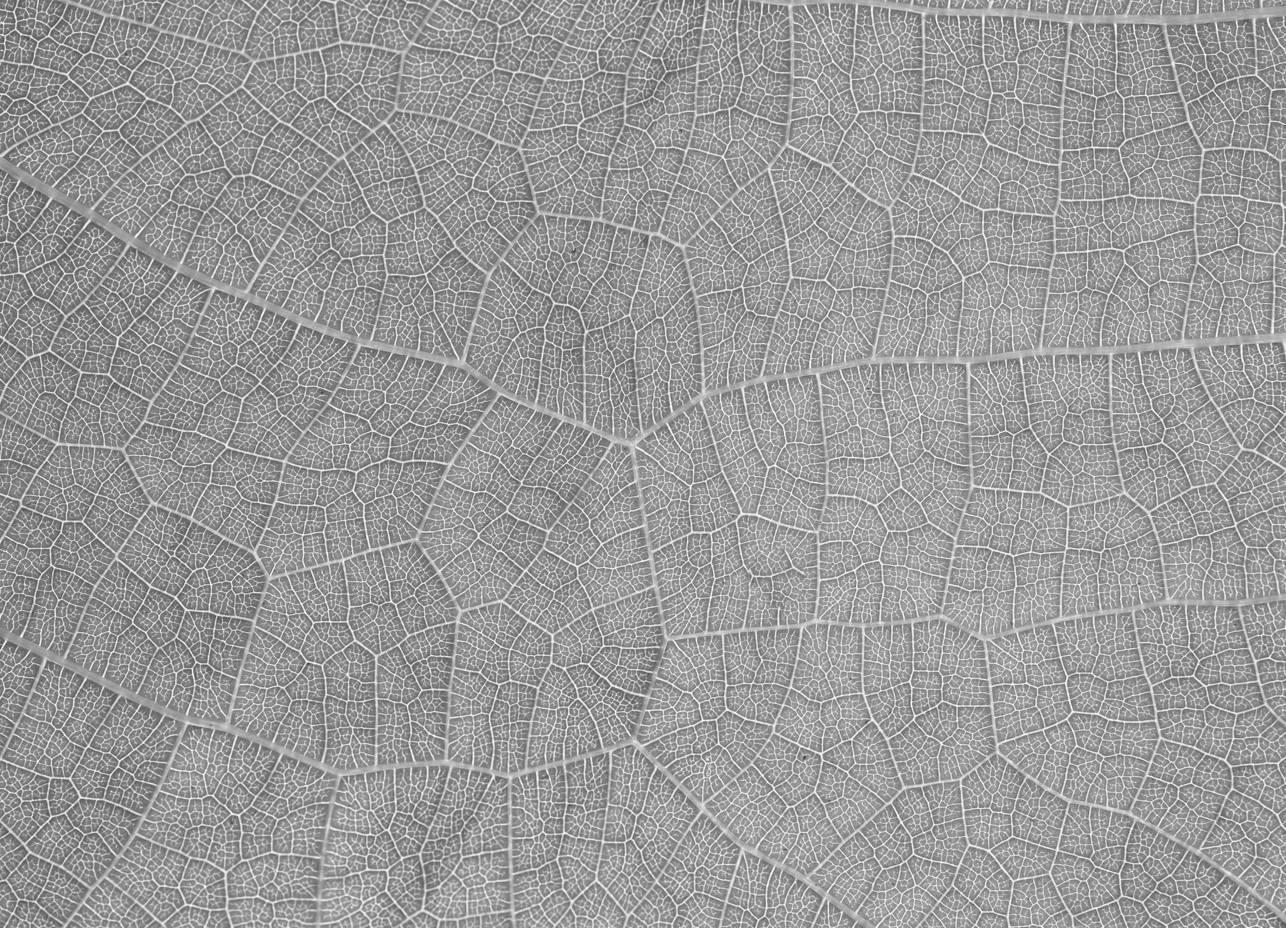 pexels-petr-ganaj-4032662-2
